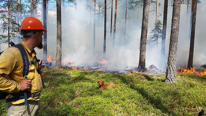 16 maj, Naturvårdsbränning i naturreservatet Skommarmossen