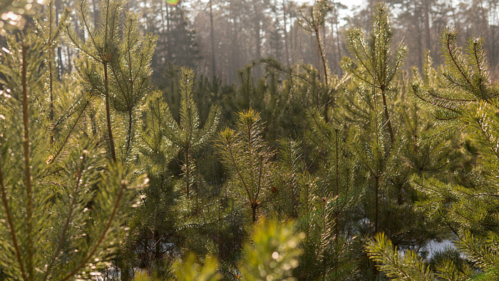 Utdömda tallar i Hästparken i Riddarhyttan