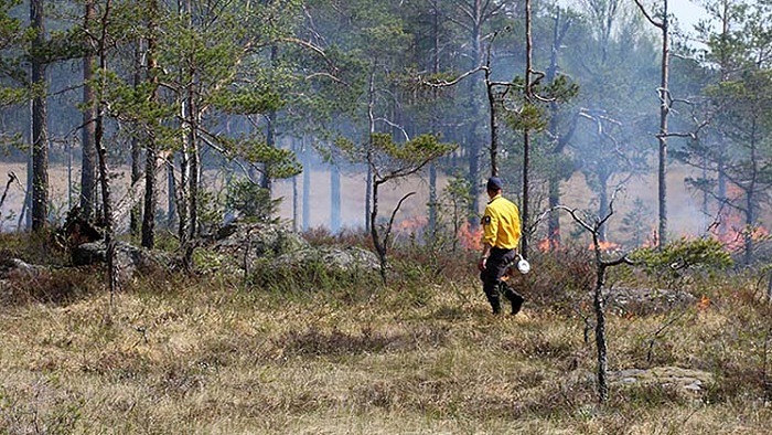 Naturvårdsbränning i naturreservatet Lappland