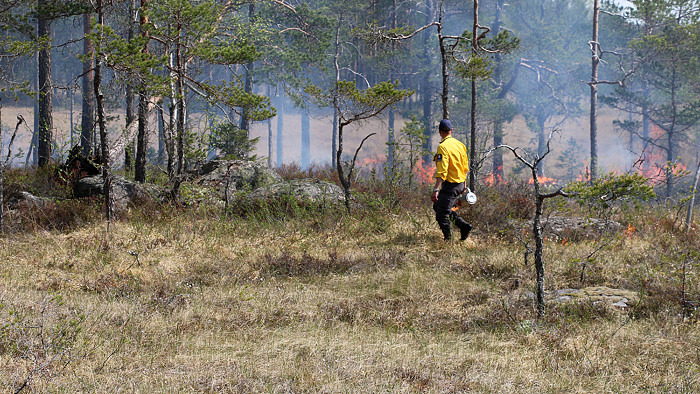 Naturvårdsbränning Lappland