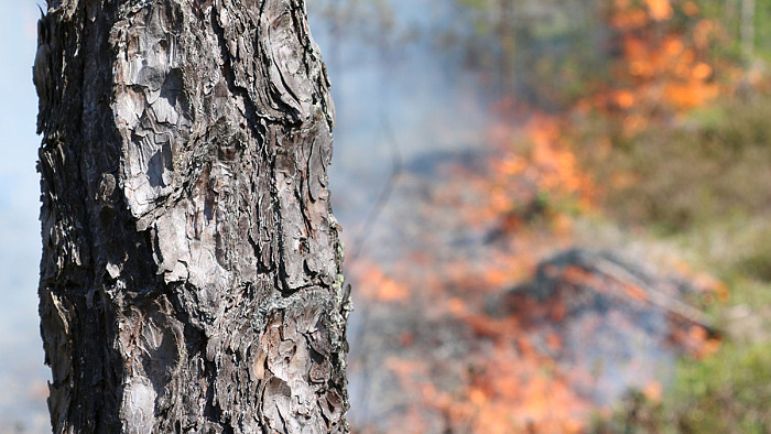 Naturvårdsbränning nordväst om Ramnäs 20 maj