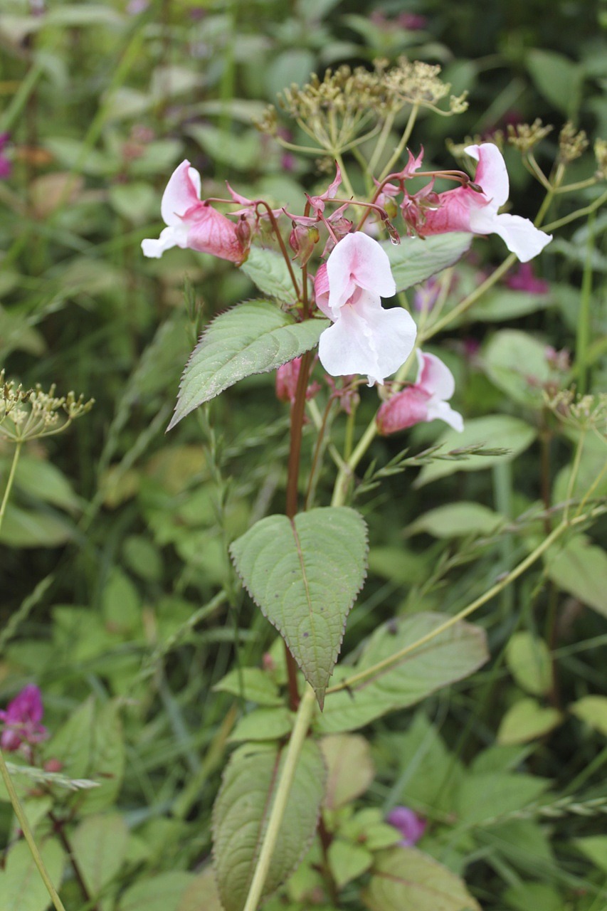 Rosa blommor (jättebalsamin)