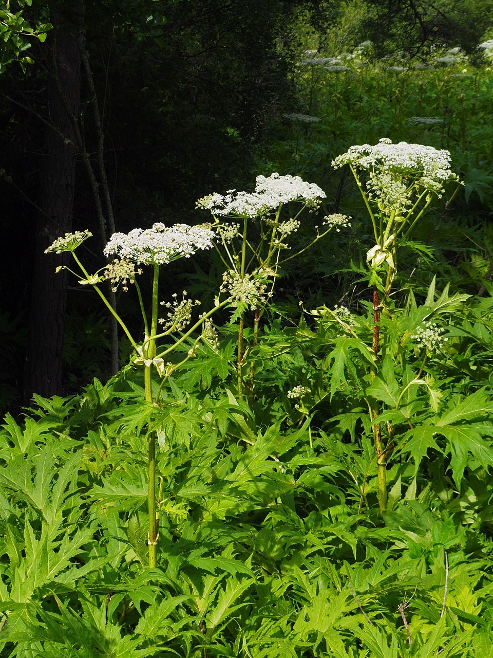 Vita blommor (jätteloka)