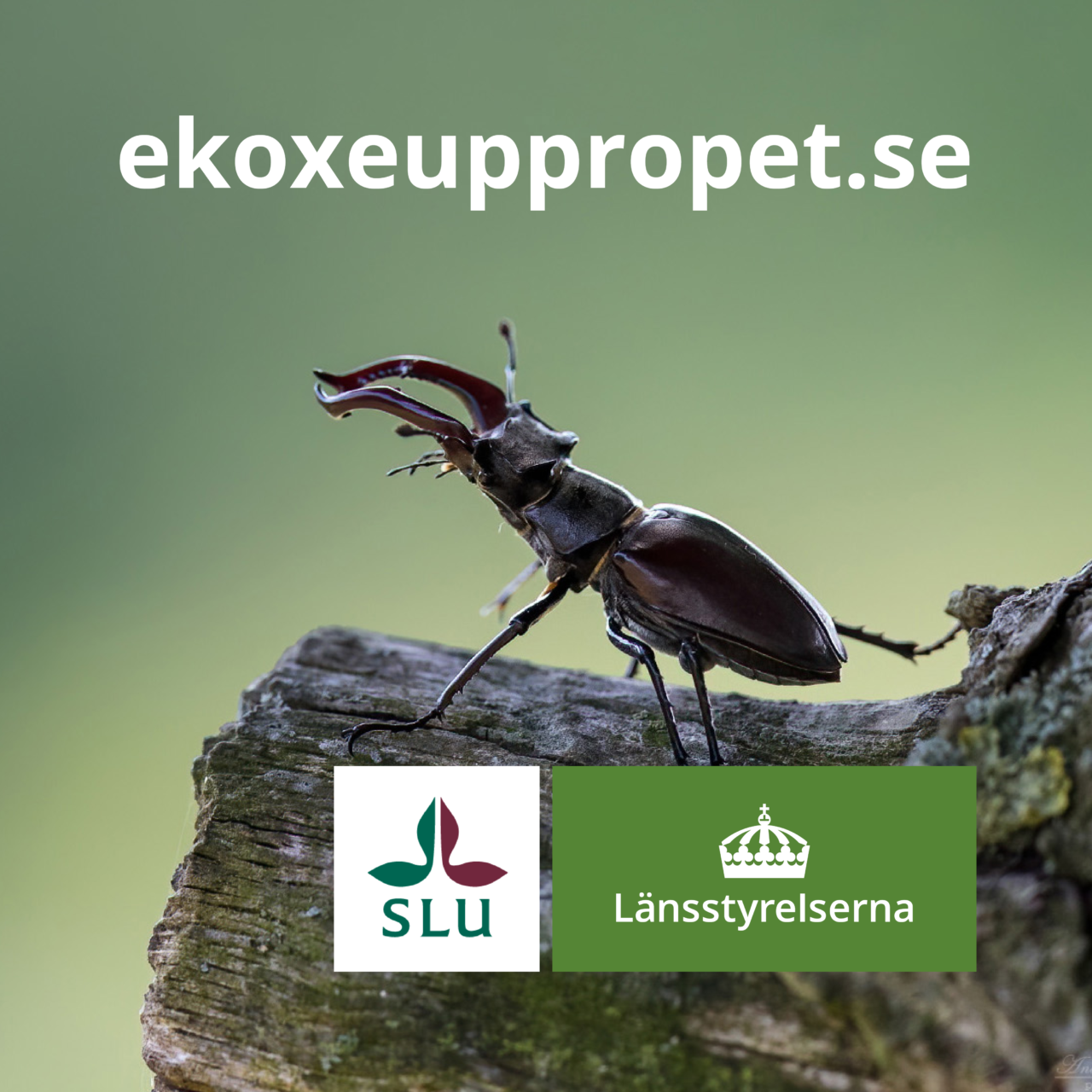 En ekoxehanne sitter på en trästock. Text: ekoxeuppropet.se samt logotyper för SLU och Länsstyrelserna.